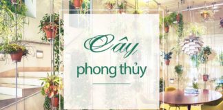 7 loại cây phong thủy trong văn phòng không thể bỏ qua cay-phong-thuy-banner
